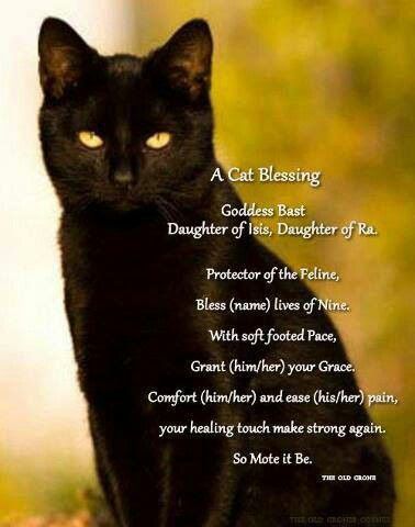 Merlin's Magickal Mistress: Cat Blessing Cat Blessing, Witch Beginner, Special Prayers, Wicca Witchcraft, Protection Spells, A Black Cat, Witch Aesthetic, Animal Totems, Cat Sitting