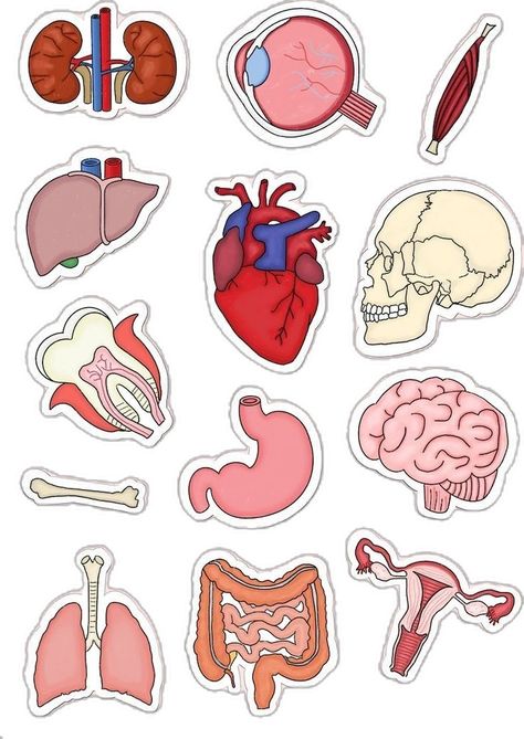 Anatomy Body Parts, Medicine Anatomy, Anatomy Stickers, Stickers Png, Goodnotes Stickers, Digital Stickers, Human Anatomy, Notebook Cover, Digital Sticker