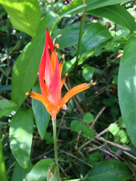 beautiful flower - haleconia Beautiful Flower, Beautiful Flowers, Landscaping, Stuffed Peppers, Plants, Flowers