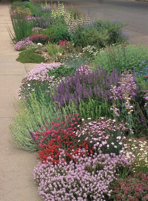 Saving time, trouble and water with a pre-planned garden – The Denver Post Colorado Landscaping, Xeriscape Front Yard, Texas Landscaping, Xeriscape Landscaping, High Country Gardens, Low Water Gardening, Drought Tolerant Garden, Denver Botanic Gardens, Waterwise Garden