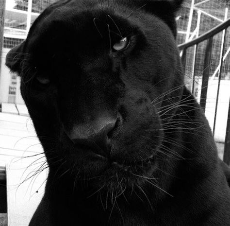 Black Panther Cat, Panther Cat, Money Cat, Black Jaguar, Spirit Animals, Weird Dreams, Doberman Pinscher, Leopards, Cute Creatures