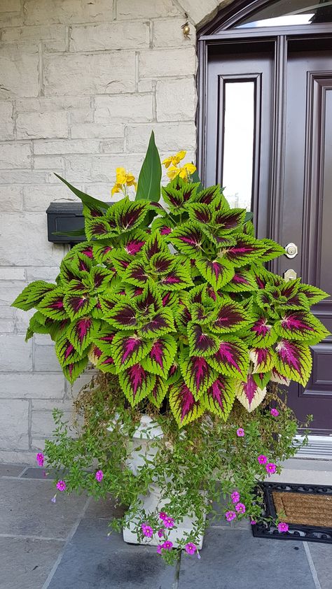 Front Porch Flowers, Porch Flowers, Beautiful Landscaping, نباتات منزلية, Container Garden Design, Purple Plants, Flower Pots Outdoor, Garden Art Sculptures Diy, Outdoor Gardens Design