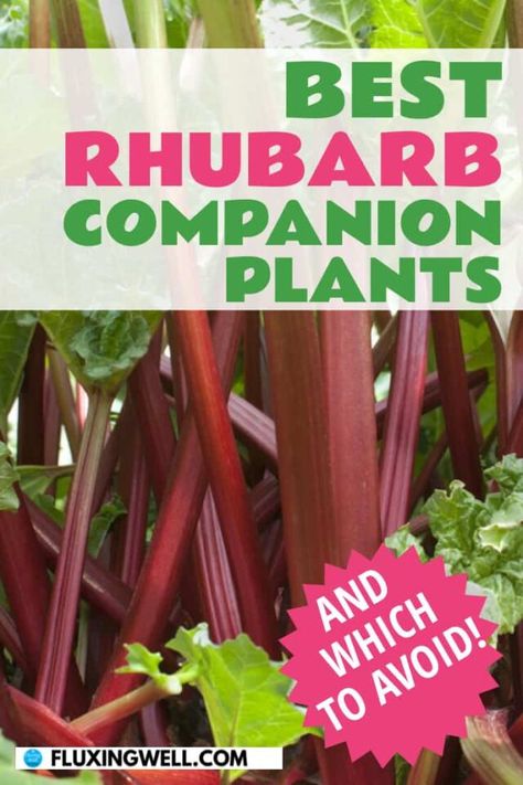 Want to learn how to grow rhubarb with succcess? You're in the right place. Learn what you can plant next to rhubarb and what you shouldn't plant near rhubarb. Get ideas about which vegetables grow well with rhubarb, which flowers grow well with rhubarb, which herbs grow well with rhubarb, and which fruit grows well with rhubarb. Learn the best place to plant rhubarb, the best fertilizer for rhubarb, and whether rhubarb needs a lot of water. Plant easy-care rhubarb today and watch it thrive. Growing Rhubarb, Companion Planting Guide, Companion Planting Chart, Rhubarb Plants, Companion Gardening, Garden Companion Planting, Perennial Vegetables, Vegetable Garden Planning, Companion Plants