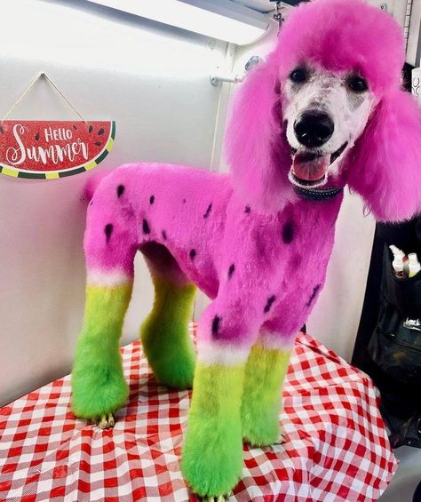 Toy Poodle Puppy Cut, Dog Hair Dye, Watermelon Dog, Dog Dye, Toy Poodle Puppy, Poodle Hair, Colorful Hairstyles, Poodle Cuts, Creative Grooming