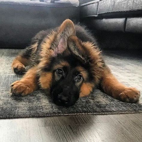 Waiting for your hoomans to get home for the weekend @dex_the_gsd_ #germanshepherds #germanshepherdmemes #germanshepherdphotos #germanshepherddog #gsdstagram #germanshepherdpictures#gsd #gsdphotos #gsdpictures German Shepherd, German Shepherds, German Shepherd dog, german shepherd memes, german shepherd photos, gsdstagram, german shepherd pictures, gsd, gsdphotos, gsd pictures Cute German Shepherd Puppies, German Shepherd Puppy, Gsd Puppies, Shepherd Puppy, Cute Dogs And Puppies, Shepherd Puppies, German Shepherd Puppies, Cute Animal Pictures