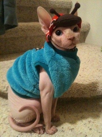 Sphinx Cat, Cornish Rex, Rex Cat, Cat Baby, Hairless Cat, Baby Cat, Sphynx Cat, Cat Costumes, Cat Shirt