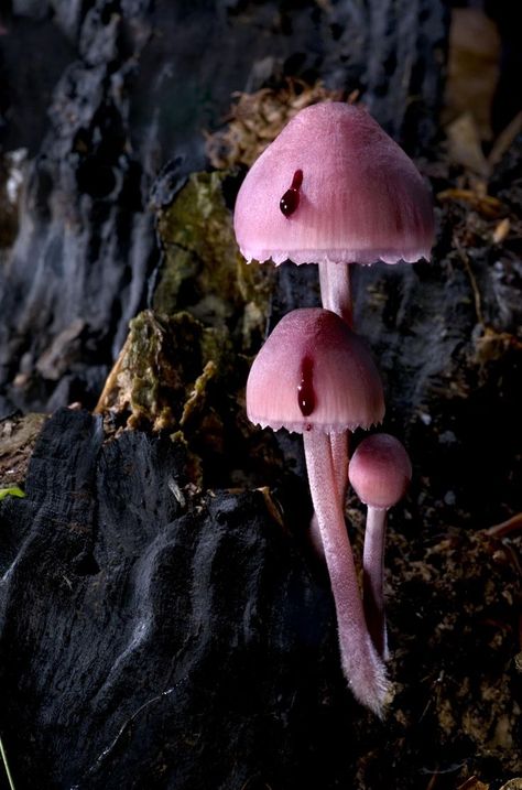 Agorastos Photography | Mushrooms & Fungi. Mycena haematopus also known as the “Bleeding Mycena” or the “Bleeding Fairy Helmet”. Mycena Haematopus, Mushrooms Toadstools, Pink Mushrooms, Mushrooms Growing, Lichen Moss, Mushroom Pictures, Plant Fungus, Slime Mould, Mushroom Fungi