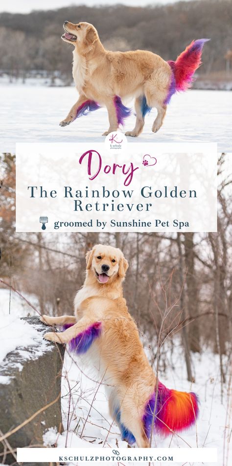 Golden Retriever Hair Color, Pet Dye Ideas, Coloring Dogs Hair, Dog Hair Color, Dog Hair Dye Golden Retriever, Dyed Dogs, Creative Grooming Dogs, Dog Fur Dye, Dog Dye Ideas