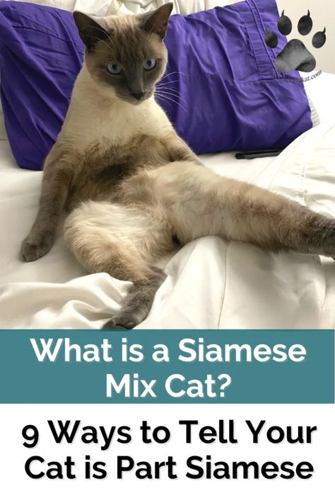 Simease Cats, Crossed Eyes, Cat Personality, Cat Area, Cat Personalities, Siamese Kittens, Physical Features, Cats Love, Mixed Breed