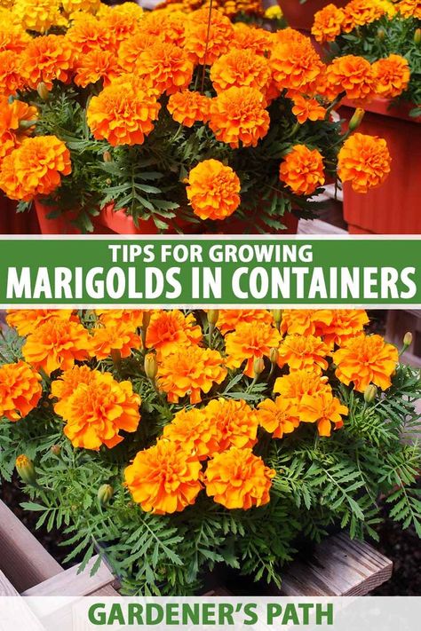 If you’re looking for a big display that doesn’t take much work to fill up your porch or patio, marigolds fit the bill. These sturdy flowers are extremely forgiving but you don’t have to sacrifice color or big blossoms. Learn top tips on growing marigolds in containers now on Gardener's Path. #marigolds #gardenerspath Marigold Landscaping, Marigold In Pots, Marigolds In Pots Planters, Marigold Potted Plants, Marigold Window Boxes, What To Plant With Marigolds, Marigold Planters, Marigold Pot Ideas, Marigold Container Ideas