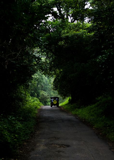 Gavi Forest, #Kerala Kerala Forest Photography, Kerala Photography, Bangladesh Travel, Morning Photography, Kerala Tourism, Honeymoon Packages, Kerala India, Forest Photography, Tourist Spots