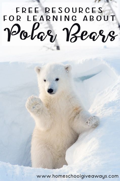 Free Resources for Learning about Polar Bears - Homeschool Giveaways Pet Cam, Leopard Seal, Kodiak Bear, Live Animals, Polar Bears, Bear Stuffed Animal, Ocean Animals, Cute Bears, Top Ten