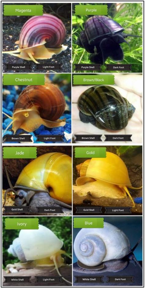 Snail Tank Aquariums, Snail Aquarium Ideas, Mystery Snail Tank, Mystery Snails, Aquarium Snails, Snail Tank, Apple Snail, Fish Aquarium Decorations, Pet Snails