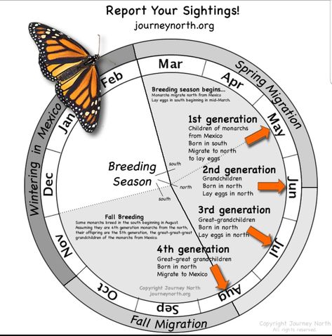 Follow the #Monarch #butterfly migration with this cool migration calendar from @journeynorthorg and report your sightings on their website. Make sure you've planted both #milkweed and nectar plants to sustain our #pollinators on their journey through #Texas and keep your #garden #pesticidefree  . #Monarchs #butterflies #organicgardening #nopesticides #goorganic #organicgardener Monarch Butterfly Habitat, Raising Monarch Butterflies, Pollinator Garden Design, Raising Butterflies, Monarch Butterfly Migration, Butterfly Facts, Monarch Butterfly Garden, Butterfly Feeder, Butterfly Migration