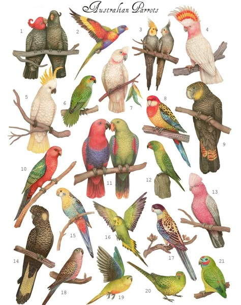 Australia Illustration, Parrot Types, Australian Themed Tattoo, Native Australian Birds, Australia Birds, Australian Birds Art, Australian Animals Illustration, Parrot Tattoo, Animal Infographic