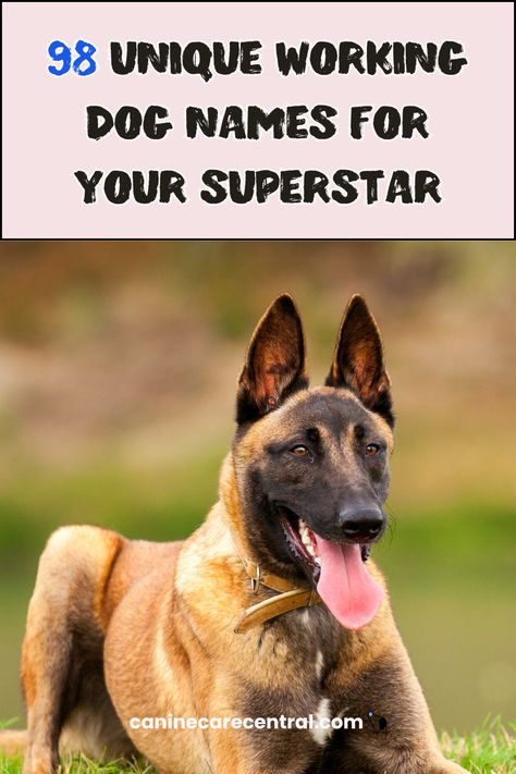 98 Unique Working Dog Names For Your Superstar - Canine Care Central Service Dog Names, Farm Dog Names, Brown Dog Names, Tough Dog Names, Dog Quizzes, Funny Dog Names, Mobile Vet, Pregnant Dog, Working Dog