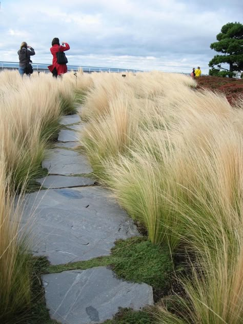 Wind Garden, Seaside Garden, Grasses Landscaping, Coastal Gardens, Grasses Garden, Stone Path, Have Inspiration, Garden Pathway, Beach Gardens