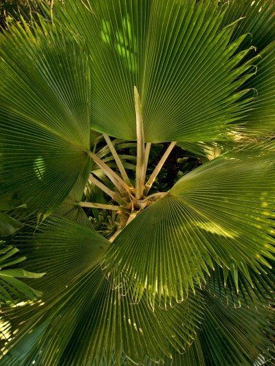 Palm Tree Indoor, Chinese Fan Palm, Trees Indoors, Indoor Palm, Indoor Tropical Plants, Indoor Palms, Tree Indoor, Palm Trees Wallpaper, Chinese Fan