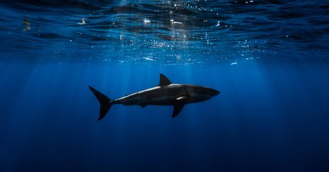 I Photograph Great White Sharks In (Hopefully) A Non-Scary Way | Bored Panda Shark Pictures, Fishing Photography, Shark Fishing, Widescreen Wallpaper, White Sharks, Shark Week, Great White Shark, Ocean Creatures, Ocean Animals