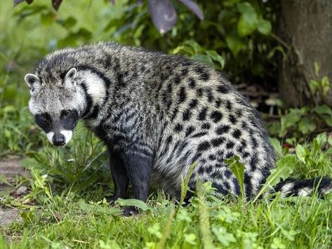 African Civet, Photo Drawing, Draw On Photos, Amazing Animals, Animals Of The World, Art Reference, Cute Animals, Fox, Drawings