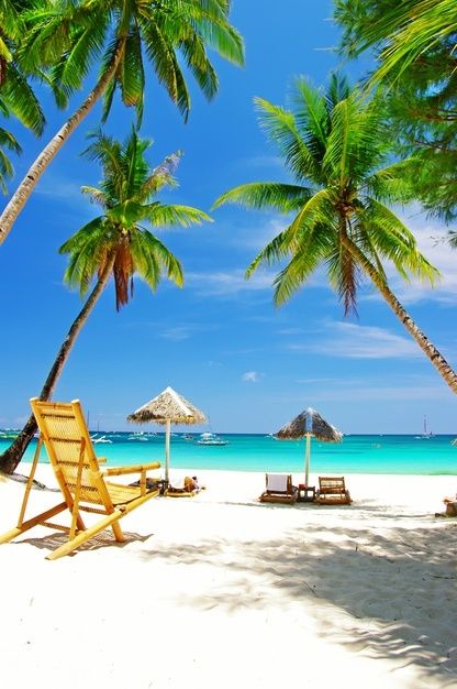 Palm Tree Pictures, Zanzibar Beaches, Coconuts Beach, Boracay Island, Coconut Palm Tree, Palm Trees Beach, Exotic Beaches, Tropical Destinations, Beautiful Landscape Wallpaper