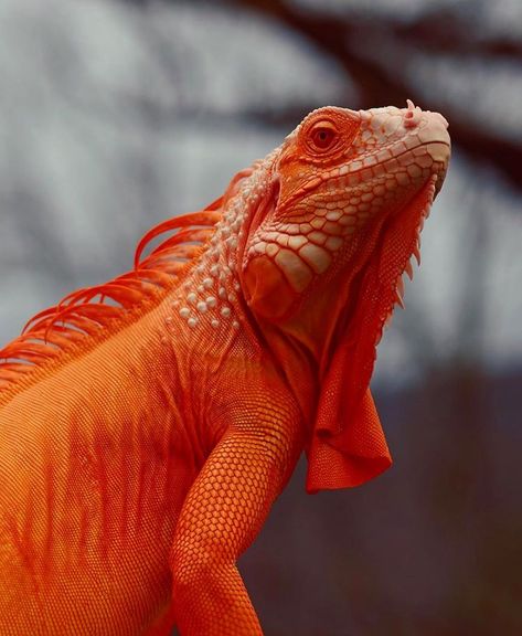 snagtiles on Instagram: “🍊 Iguana fact: Did you know that male iguanas develop an orange to orange-red coloring as breeding season approaches? Dominant males and…” Creature Makeup, Red Iguana, Animal Texture, Green Iguana, Colour Analysis, Reptile Snakes, Favorite Animals, Inspirational Posters, Reptiles And Amphibians