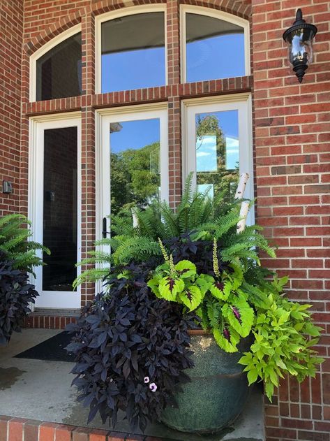 Benefits of Using Flower Pots:
Mobility for sunlight adjustments.
Allows plants to grow indoors or on patios.
Controls soil quality and moisture.
Adds to the decor of your space.
#Tags for Social Media or Blogs:
#PlantCare
#FlowerPots
#Gardening
#HomeGardening
#IndoorPlants
#ContainerGardening Fern On Front Porch, Perrenial Planters, Fern Pots Planters, Fern Planters Ideas Outdoor, Ferns In Pots Front Porches, Fern Container Ideas, Plants For Large Pots, Shade Coleus, Fern Planters Ideas