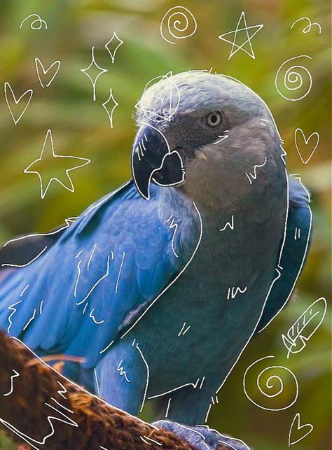 Bird Therian, Spix Macaw, Therian Art, Cat Mask Diy, Therian Pfp, Free Pfp, Therian Stuff, Blue Macaw, Cute Laptop Wallpaper