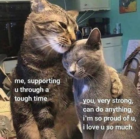 Hot Cat Memes Just In Time For Caturday - I Can Has Cheezburger? Wholesome Pictures, Cute Love Memes, Love U So Much, Cute Messages, Wholesome Memes, Cute Memes, Love Memes, Cute Texts, What’s Going On