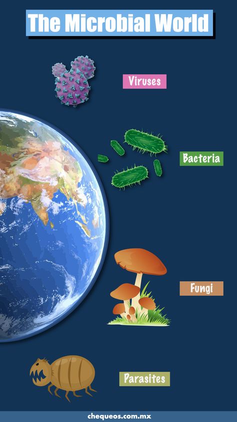 Microorganisms Microbiology, Microscopic Organisms, Microscopic Photography, Design Infographic, Microbiology, The Study, Web Page, Nursing, Medicine