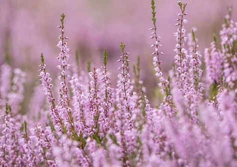 Heather flowers commonly mean good luck, admiration, and protection. Heather Flower Aesthetic, Calluna Vulgaris, Heather Flower, Scottish Heather, Novel Aesthetic, Heather Plant, Winter Arrangements, Flowers Drawing, Flower Guide