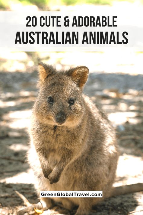 Much of the wildlife in Australia is adorable, but some species are seriously unusual. Here are 20 of the most charming and weird animals in Australia. Australian Outback Animals, Australian Marsupials, Animals In Australia, Animals Of Australia, Cute Australian Animals, Wildlife Drawing, Australian Mammals, Animals Unique, Australian Road Trip