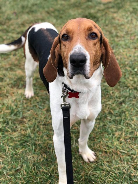 Treeing Walker Coonhound Puppy, Red Tick Coonhound, Fox Hounds, Walker Hound, Coonhound Puppy, Catahoula Leopard Dog Mix, English Coonhound, Walker Coonhound, Treeing Walker Coonhound