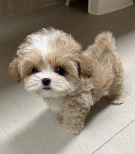 Cute Tiny Dogs, Cute Fluffy Puppies, Tattoos Dog, Dogs Tattoo, Cute Fluffy Dogs, Cute Small Dogs, Teacup Puppies For Sale, Cute Dogs Images, Very Cute Puppies