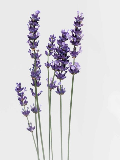 French Lavender Plant, Bouquet Basket, How To Propagate Lavender, Igcse Art, Lavender Wands, Spanish Lavender, Lavender Varieties, Lavender Art, Johnny Jump Up