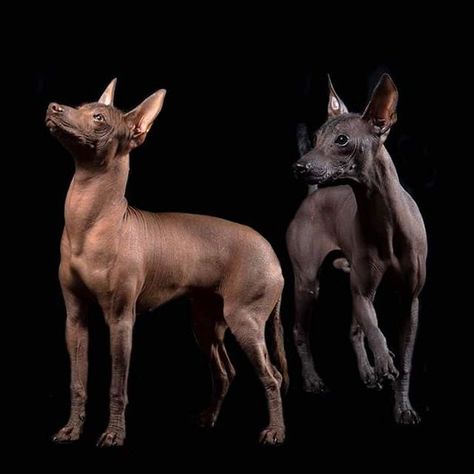 The word Xoloitzcuintli combines “Xolotl,” the Aztec god of the underworld, with “itzcuintli,” the Aztec word for dog. Xolo Dog, Dog Drawing Reference, Hairless Dogs, Dog Tattoo Design, Mexican Hairless Dog, Ancient Dog Breeds, Hairless Dog, Rare Dogs, Unique Dog Breeds