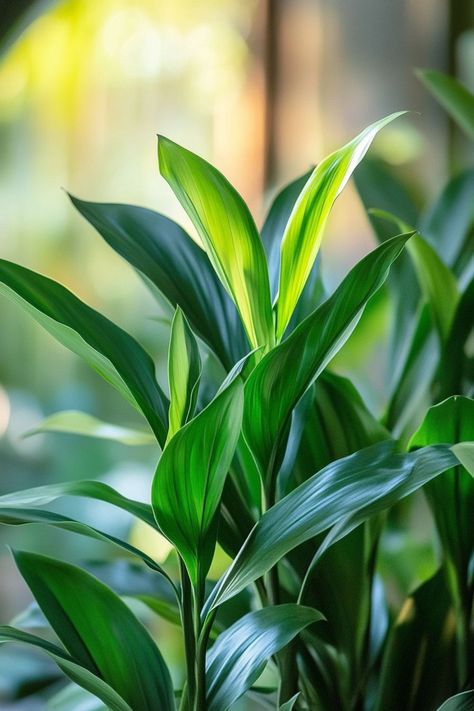 Cast Iron Plant (Aspidistra elatior) is a hardy and elegant choice for any home! 🌿🏡 Renowned for its deep green leaves and incredible resilience, this plant is a delightful blend of beauty and toughness. Quick to thrive even in low light and bursting with air-purifying benefits, Cast Iron Plant is perfect for adding a touch of greenery to any indoor space. ���🌱✨ #CastIronPlant #AspidistraElatior #IndoorPlants #LowMaintenance #AirPurifying #GreenHome #PlantLover Aspidistra Elatior, Cast Iron Plant, Low Maintenance, Air Purifier, Deep Green, Low Lights, Plant Lover, Green Leaves, Cast Iron