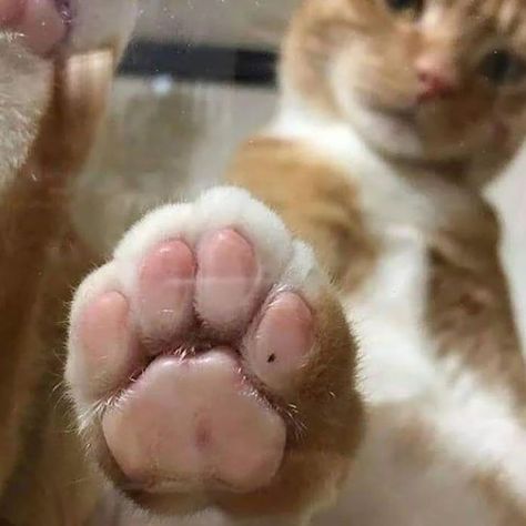 how is my paw .... #cats #cat #kittens #catlovers#funnycat #catquotes#catlover#kittens #funnycats #catfacts #cat #cats #cute #kittens #catlovers #catloverscommunity How To Cat, Toe Beans, Give Me Five, Cat Post, Cute Kittens, Cat Paws, Beautiful Cats, Cat Photo, Cat Life