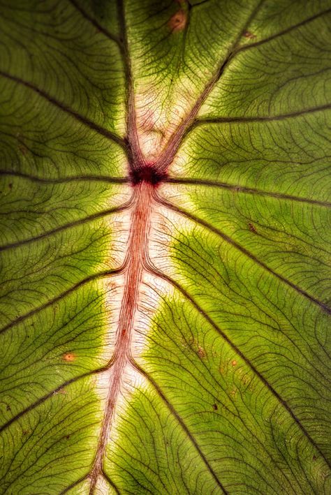 Leaf with Veins 3-0 F LR 2-28-18 J045 by sunspotimages https://flic.kr/p/24RFMbo  IFTTT Flickr Leaf Veins Art, Leaf Inspired Architecture, Leaves Structure, Leaf Veins, Plants Up Close, Patterns In Nature Texture Plants, Pictures Of Leaves, Leaf Close Up Texture, Vintage Fashion Sketches