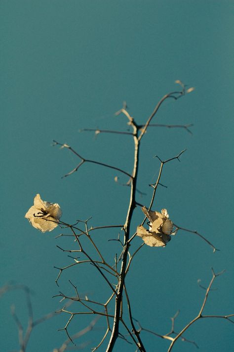 Thanks to Bogomil Mihaylov for making this photo available freely on @unsplash 🎁 Withered Tree, Withered Flower, Ap Drawing, Photo Sign, Photos Hd, Flower Branch, Photo Images, Beautiful Wallpapers, Hd Photos