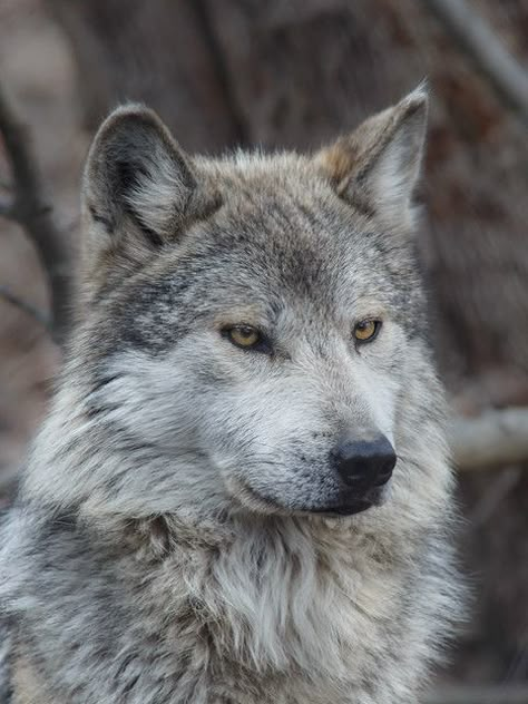 Mexican Gray Wolf, Wolf Photos, Gray Wolf, Beautiful Wolves, Wolf Pictures, Wolf Spirit, Grey Wolf, Wild Dogs, Wolf Dog