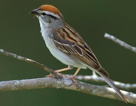 Chipping Sparrow, Brown Birds, Song Sparrow, Common Birds, Free To Use Images, Brown Bird, Pets Drawing, Sparrows, Anime Animals