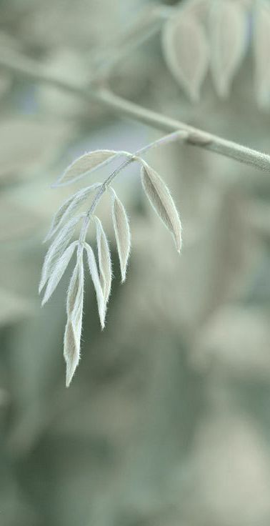 Green Aesthetic Soft, Verde Sage, September Days, Sage Aesthetic, Uni Bedroom, Aesthetic Colour, Seasons Changing, Autumn Green, Desert Sage