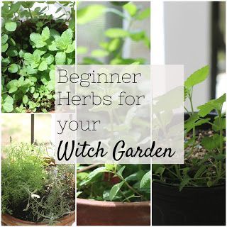 Beginner Herbs, Witchy Herbs, Growing Catnip, Witchy Garden, Herbs To Grow, Witchcraft Herbs, Growing Herbs Indoors, Growing Mint, Money And Success