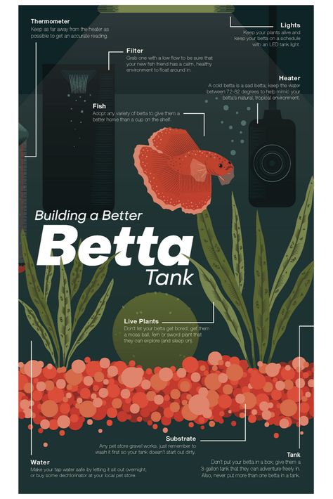 Planted Betta Tank, Fish Facts, Tank Terrarium, Breeding Betta Fish, Fish Tank Filter, Fish Tank Themes, Aquarium Garden, Fish Tank Terrarium, Cool Fish Tanks