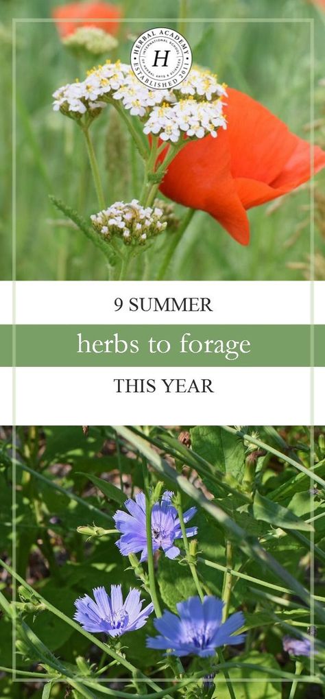 9 Summer Herbs To Forage This Year | Herbal Academy | Looking for summer herbs to forage for? Here are 9 herbs to find and harvest during the warm summer months. Plants Diy Ideas, Foraging Aesthetic, Plant Knowledge, Summer Herbs, Edible Weeds, Food Foraging, Herbal Academy, Herb Life, Wild Foraging