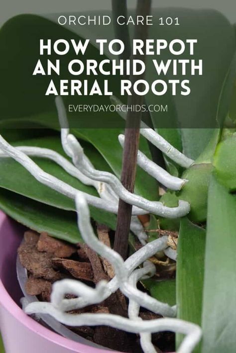 Orchid Roots Care, Replanting An Orchid, Orchid Care Repotting, How To Replant An Orchid, Repotting An Orchid, Taking Care Of Orchids How To, How To Regrow Orchids, Orchid Roots Growing Out Of Pot, Repot Orchids How To