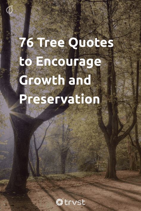 "76 Tree Quotes to Encourage Growth and Preservation"- More than 73,000 tree species exist, with various qualities and characteristics. We’ve collected some of the most beautiful and thought-provoking tree quotes from a variety of sources. Whether you’re looking for words to live by or simply want to appreciate trees in a new light,... #trvst #quotes #environment #eco #beauty #trees #tree #conservation #environmentallyfriendly #noplanetb #takeaction #nature Tree Growth Quotes, Quotes About Trees Wise Words, Trees Quotes Nature, Quotes Environment, Life Meaning Quotes, Roots Quotes, Tree Of Life Quotes, Quotes Instagram Story, Nature Quotes Trees