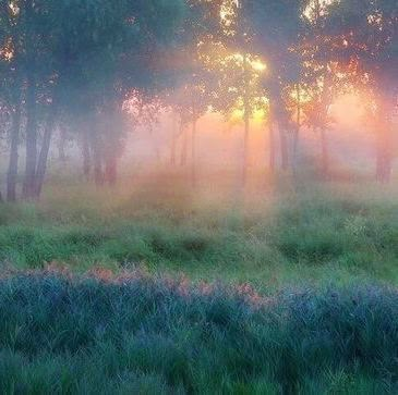 Pretty Scenery, Ethereal Aesthetic, Photographie Portrait Inspiration, Morning Light, Nature Aesthetic, Pretty Places, Infp, Narnia, Infj