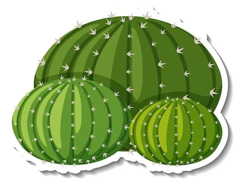 Echinocactus plant on white background | Free Vector #Freepik #freevector #clip-art #background-eps #desert-cactus #cartoon-svg Circus Activities, Round Cactus, Cactus Cartoon, Cactus Backgrounds, Scrapbook Flowers, Backgrounds Free, Flowers And Leaves, Book Crafts, Box Packaging